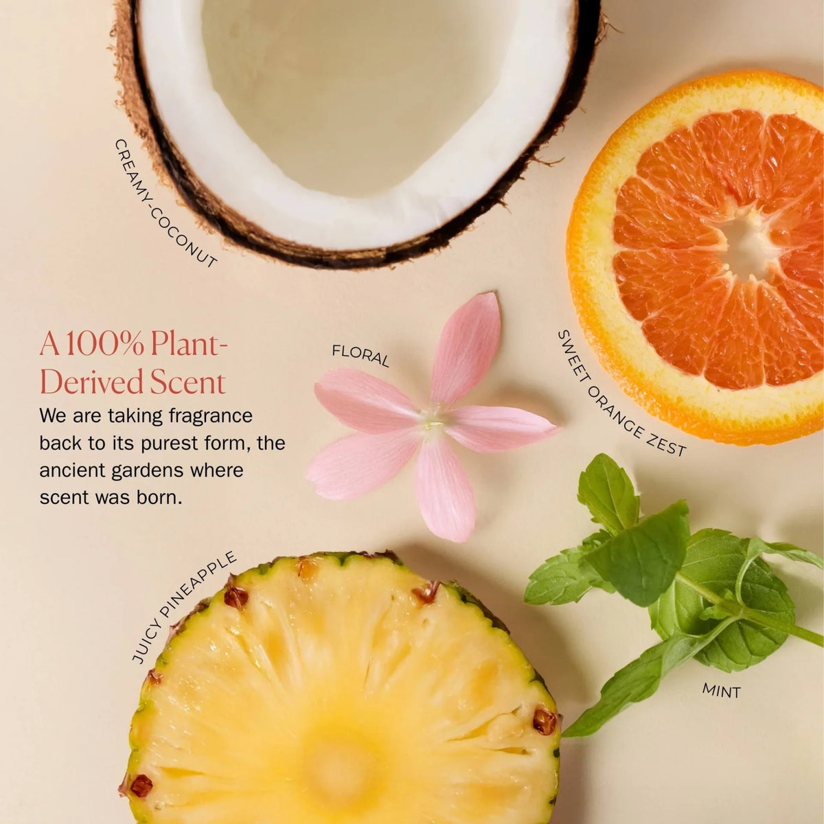 Creamy Coconut plant-derived scent with fresh grapefruit, mint, pineapple and floral notes displayed with natural ingredients on a beige background.
