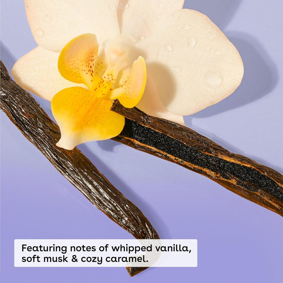Vanilla bean and white orchid with yellow spots on a purple background – notes of whipped vanilla, soft musk and cozy caramel.